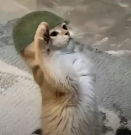 BONKCAT