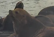 CHONKERS