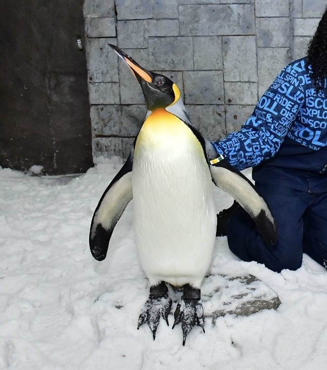 PENGUZILLA