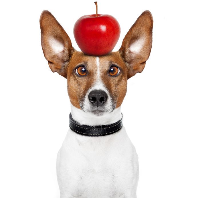 APPLEDOG