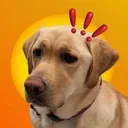 BDOG