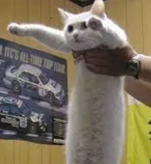 LONGCAT