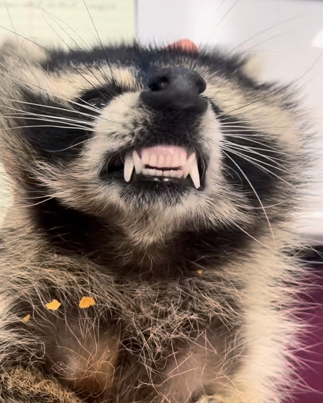 ROCKET